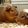 English guinea pig