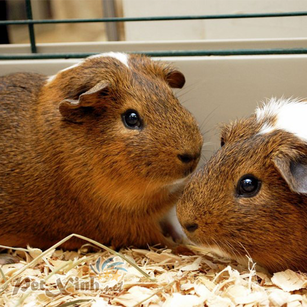 English guinea pig