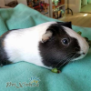 Guinea pig Dutch