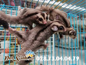 Sóc Bay Úc (Sugar Glider) 12