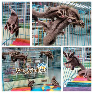 Sóc Bay Úc (Sugar Glider) 5
