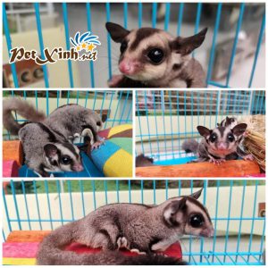 Sóc Bay Úc (Sugar Glider) 10