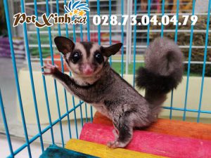 Sóc Bay Úc (Sugar Glider) 13