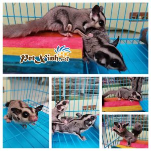 Sóc Bay Úc (Sugar Glider) 9