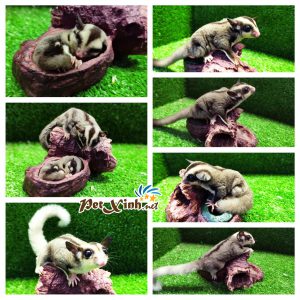 Sóc Bay Úc (Sugar Glider) 11