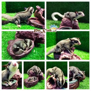 Sóc Bay Úc (Sugar Glider) 4