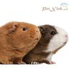 English guinea pig