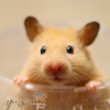 hamster bear