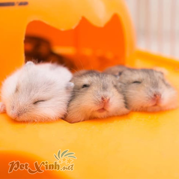 hamster winter white