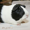 Guinea pig Dutch