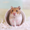 hamster bear