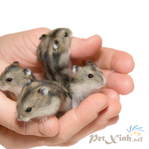 hamster winter white