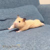 hamster bear