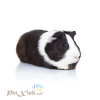 Guinea pig Dutch