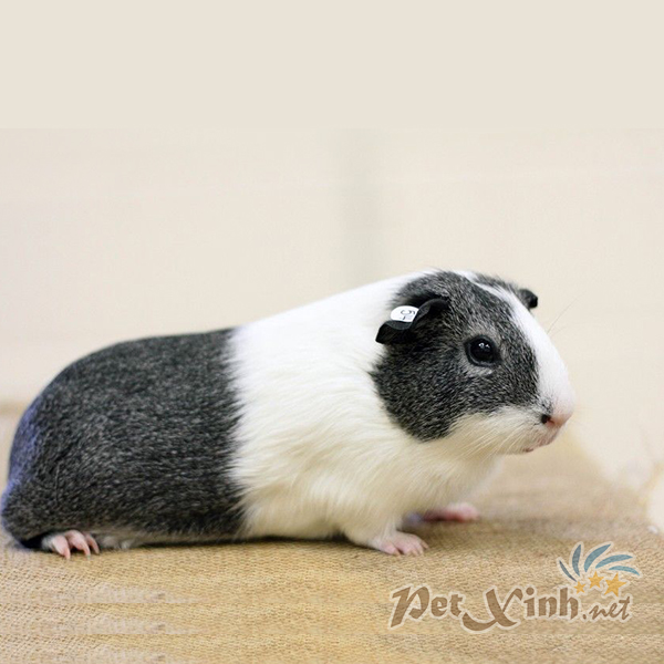 Guinea pig Dutch