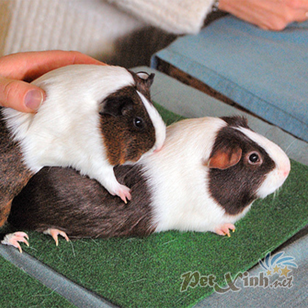 Guinea pig Dutch