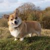 Chó Corgi 1