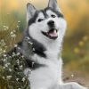 Chó Alaska
