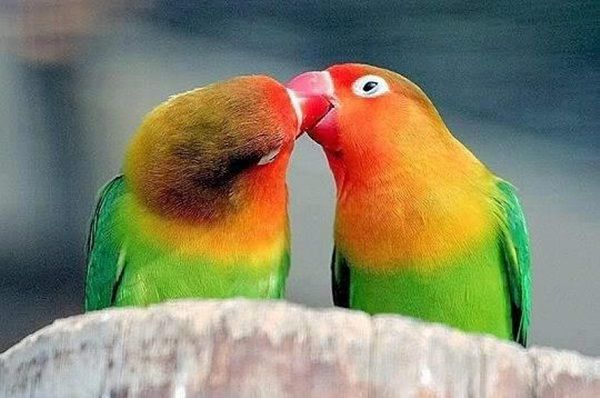 Vẹt Lovebird và những kiến thức cơ bản về loài này