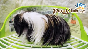 Guinea Pig Coronet 10