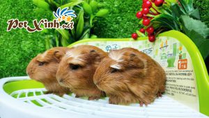 Guinea Pig Coronet 12