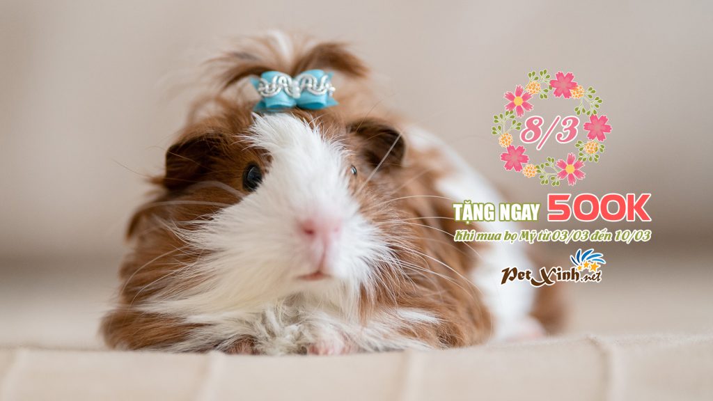 Mừng 08/03 mua Bọ Mỹ tặng ngay 500K 1