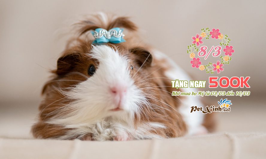 Mừng 08/03 mua Bọ Mỹ tặng ngay 500K 1
