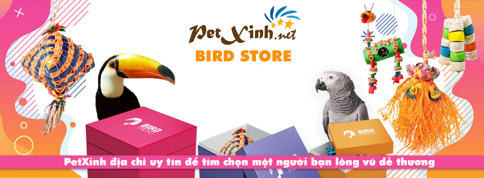 Cách nuôi chim cảnh cho người mới bắt đầu | Gấu Vàng
