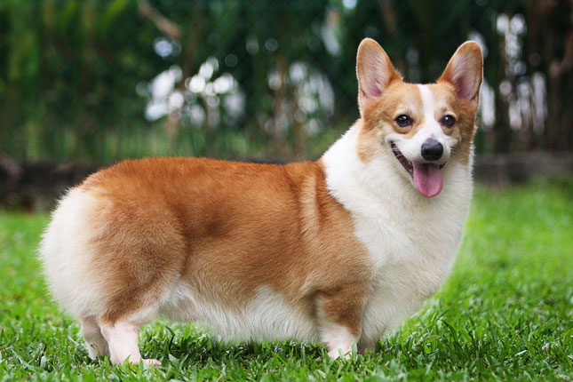 Chó Corgi 11 chó corgi