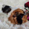bọ aby