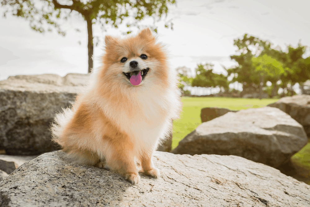 Chó Pomeranian (Pom, fox sóc, phốc) siêu mini 23