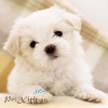 poodle trắng