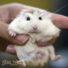 hamster robo