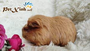 Guinea Pig Coronet 13