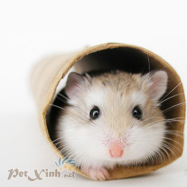 hamster robo