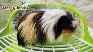 Guinea Pig Coronet 11