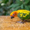 Các loại hạt là thức ăn chính cho các bé vẹt sun conure