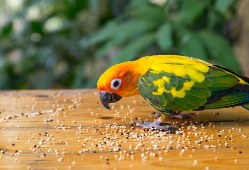Sun Conure Parakeet (Mặt Trời) (1 Tuổi) - Pet Me Shop