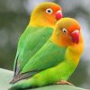 vẹt lovebird két mẫu đơn