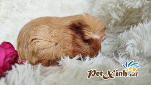 Guinea Pig Coronet 14