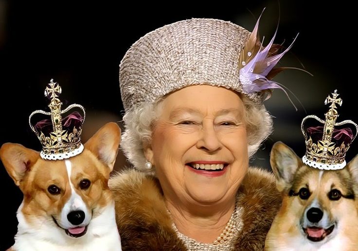 Chó Corgi 9 chó corgi của nữ hoàng Anh