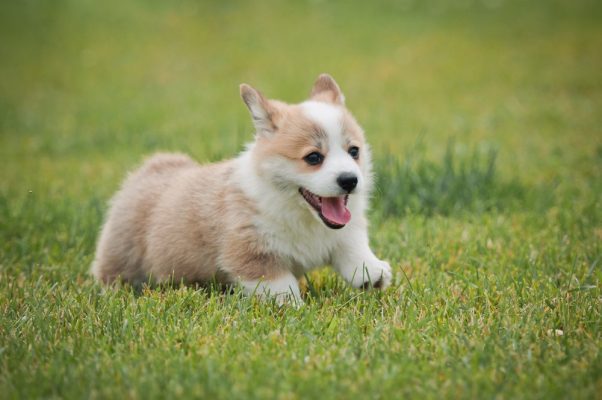 Chó Corgi 12 chó corgi
