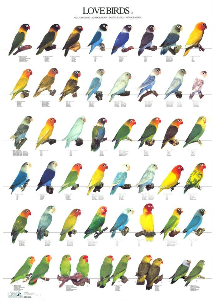 Hướng dẫn cách nuôi vẹt lovebird sinh sản