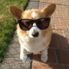 corgi