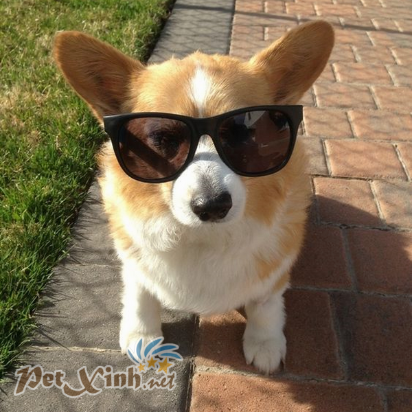 corgi