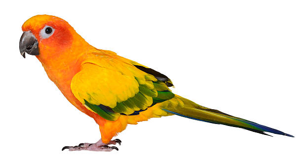 Hồ sơ loài vẹt Jenday Conure