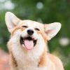 Chó Corgi 2