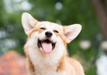 Thông tin cơ bản về chó Corgi 10