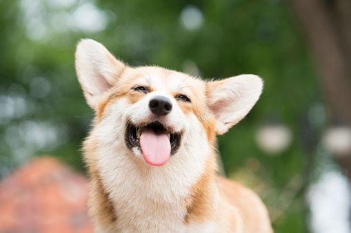 Thông tin cơ bản về chó Corgi 6