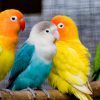 vẹt lovebird két mẫu đơn